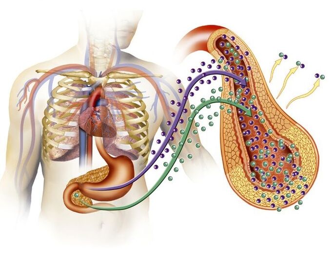 Glucoren aldıktan sonra normal insülin üretimi